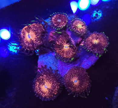 Pink Nirvana Zoas