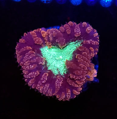 Pink & Teal Blasto