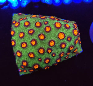 Alien Pox Cyphastrea