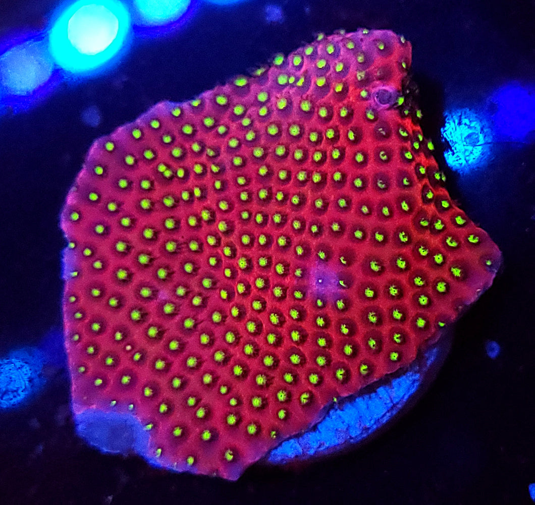 Pink Starburst Porites