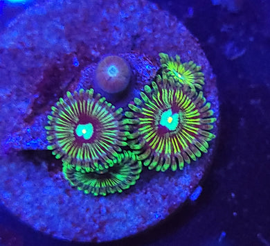 Pickle Rick Zoas