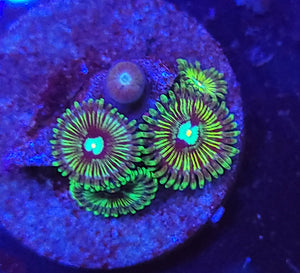 Pickle Rick Zoas