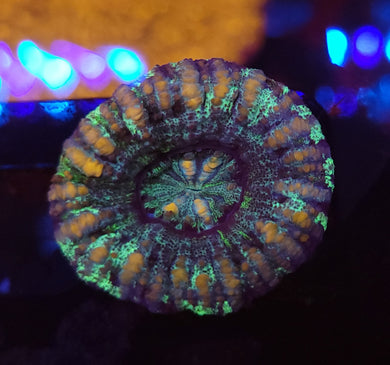 Permafrost Button Scoly