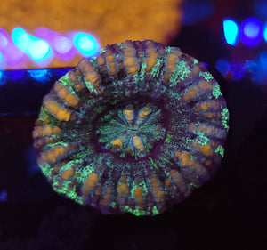 Permafrost Button Scoly