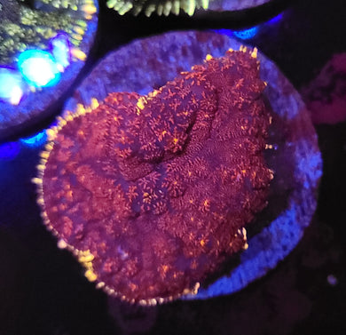Purple Nurple Rhodactis Mushroom