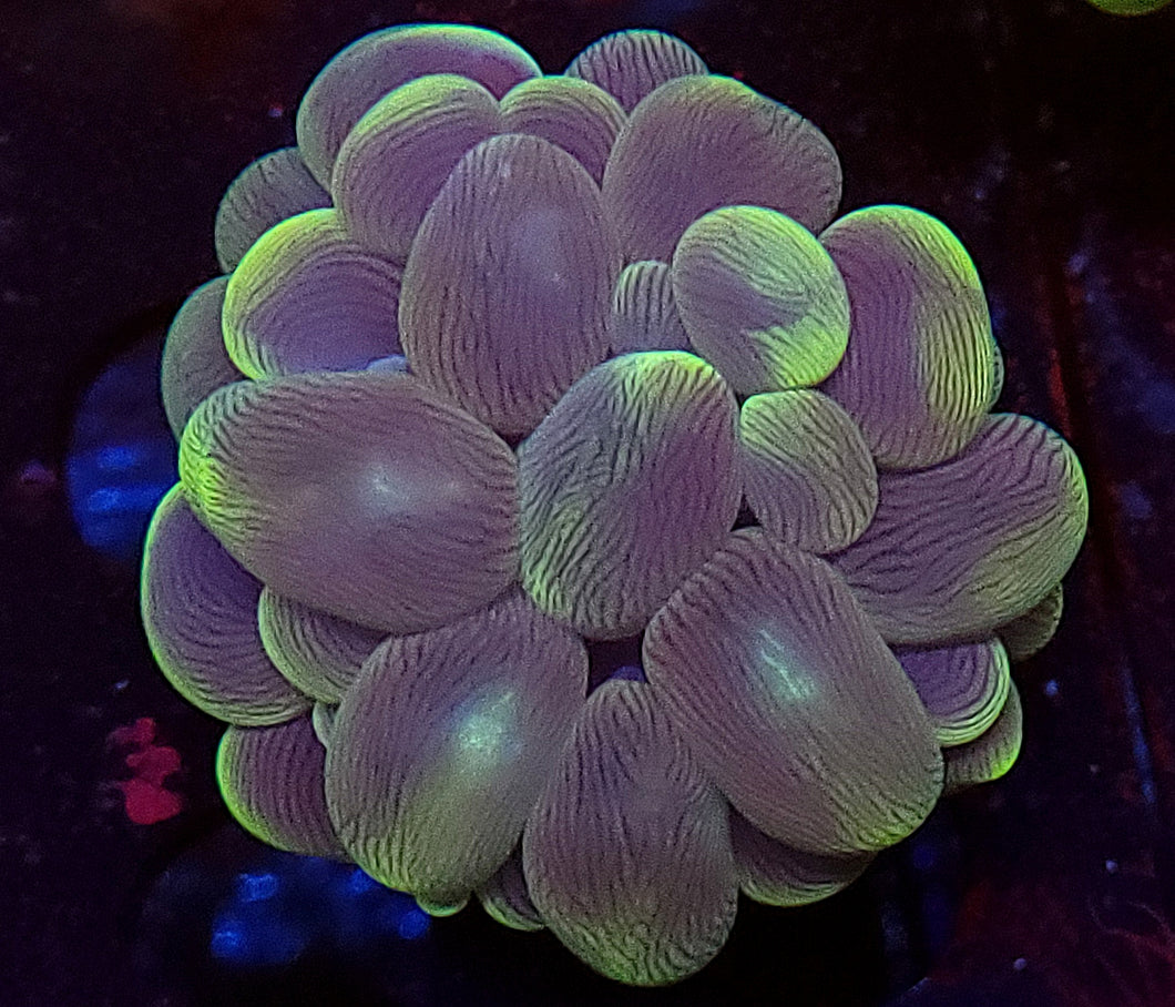 Branching Bubble Coral