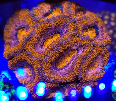Pink Ring Acan Chunk