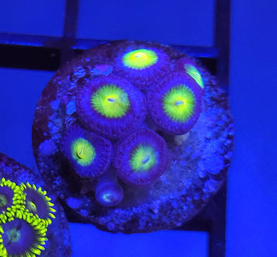 AOI Zoas
