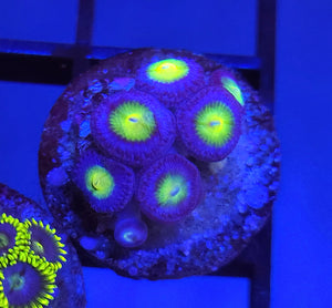 AOI Zoas