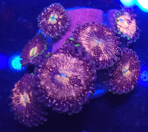 Pink Nirvanna Zoas