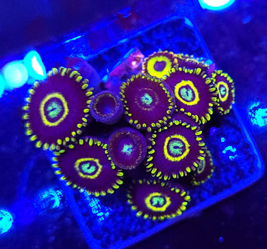 Frozen Hornet Zoas