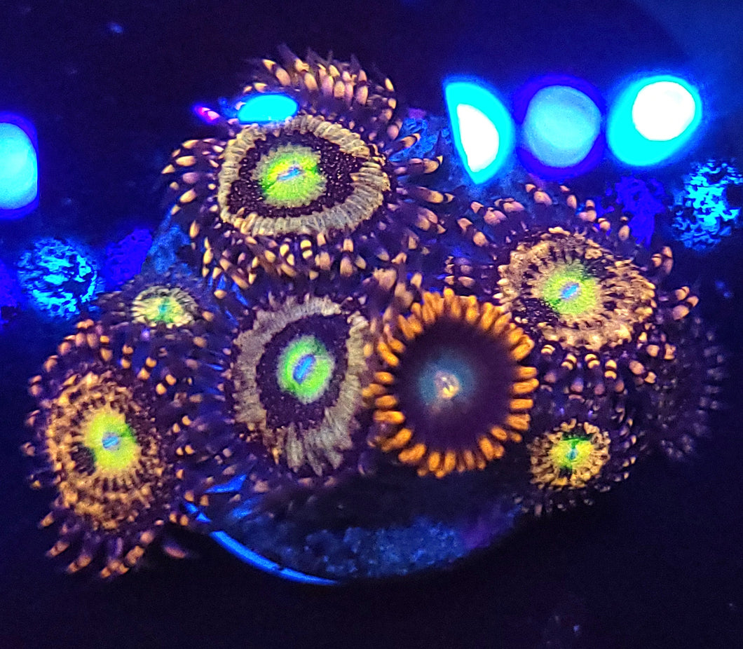 Alien Antivenom Zoa Combo