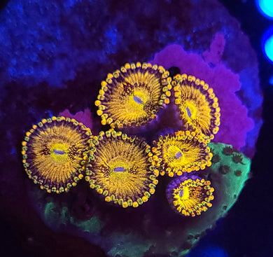 Pink Sakura Zoas