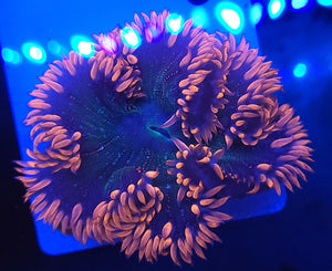 Pink Skirt Rock Anemone