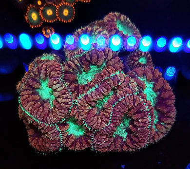 Pink & Teal Blasto Colony