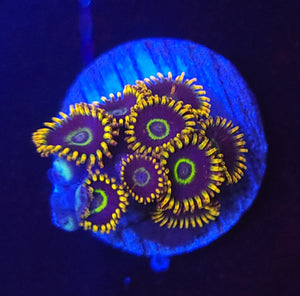 Rainbow Hornet Zoas