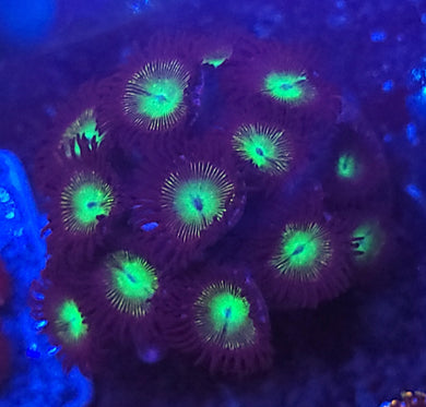 Mean Green Zoa Cluster