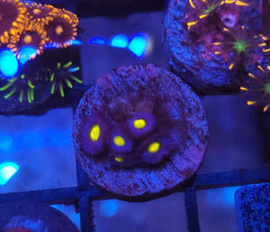 AOI Zoas