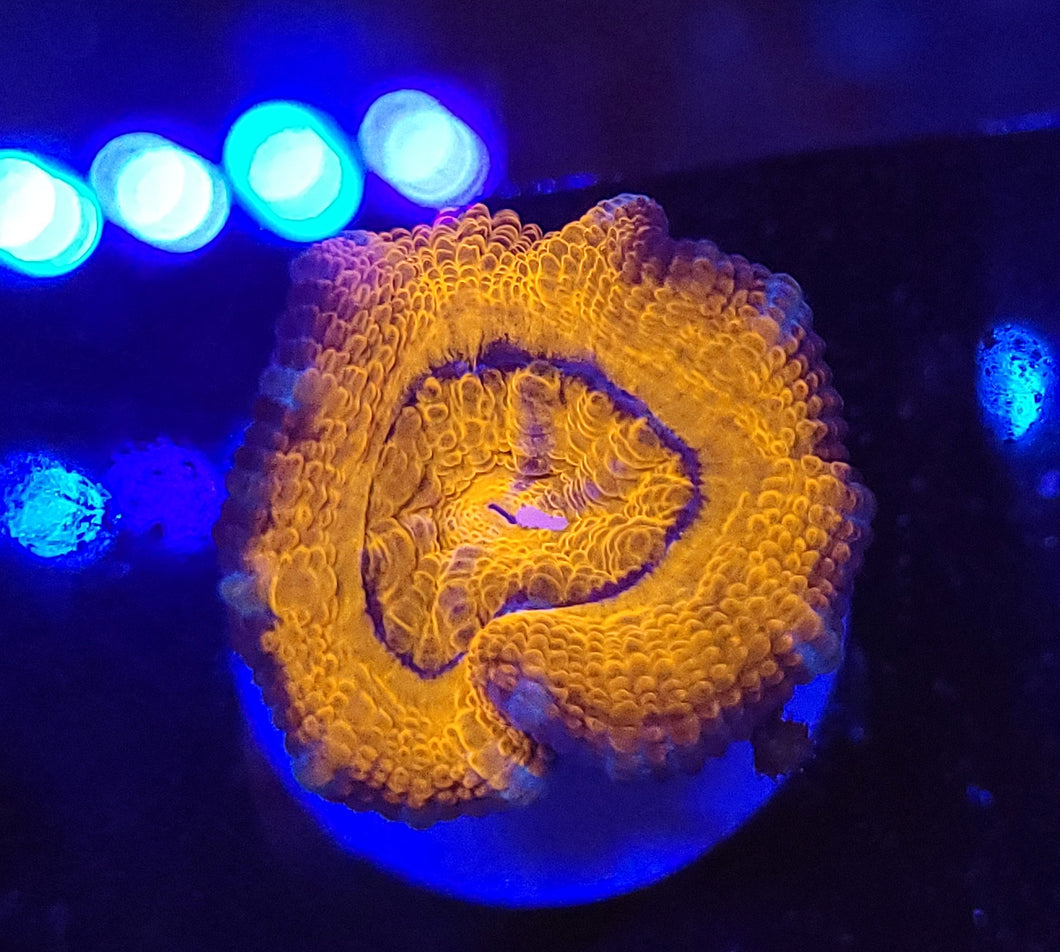 Sunburst Acan