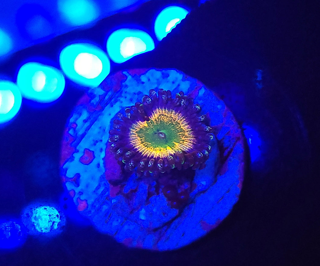 Rainbow Infusion Zoa