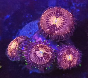 Pink Nirvana Zoas