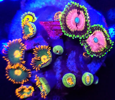 Pink Diamond & Gatorade Zoa Combo