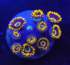 Rainbow Hornet Zoa frag 5-7p