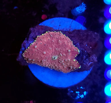 Pink & Teal Discoma Mushroom