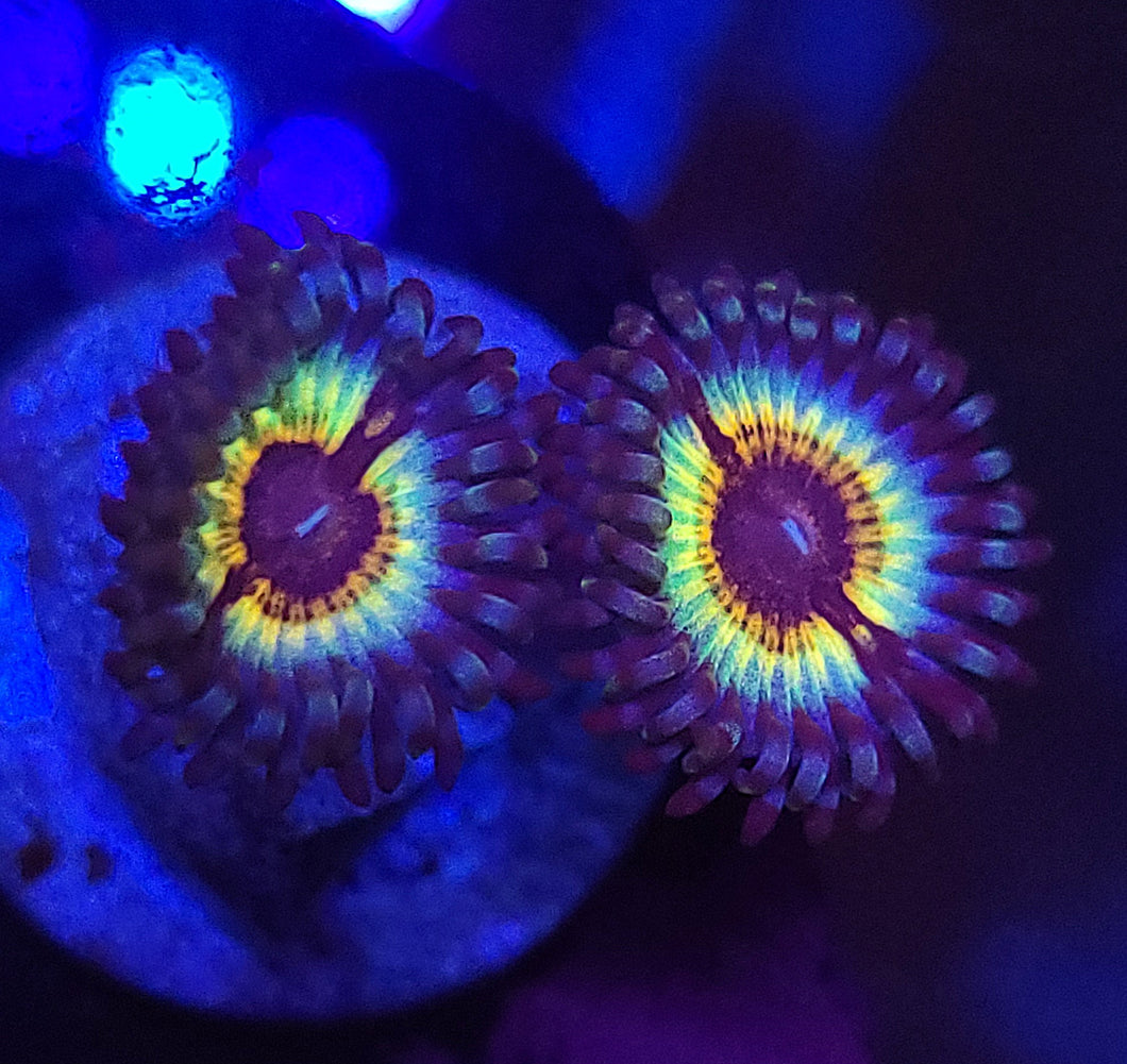 Vamp Zoas