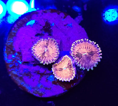 Pink Sakura Zoas