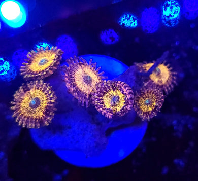 Pink Sakura Zoas