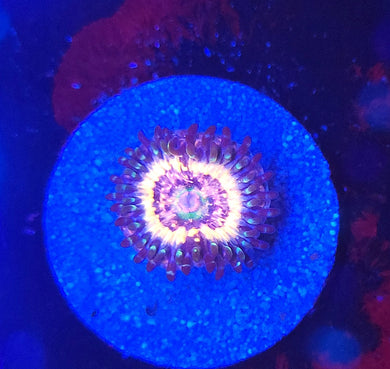Pink Zipper Zoa