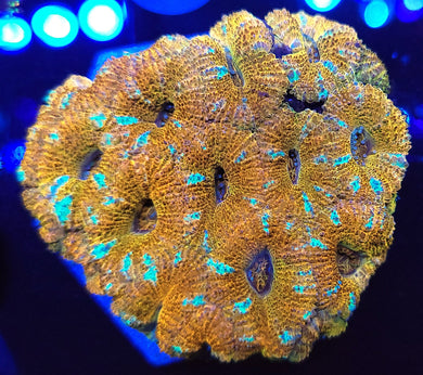 Peppermint Acan Colony