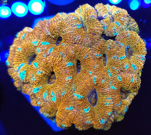 Peppermint Acan Colony