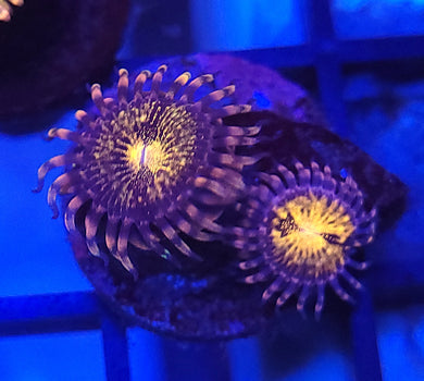 Pink Pandora Zoas