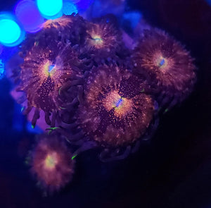 Pink Nirvana Zoas
