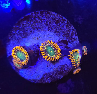Alpha & Omega Zoas