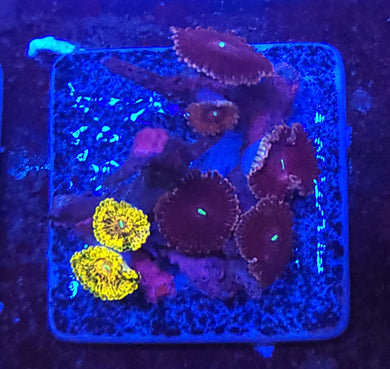 Pink Galaxy & Golden Maul & VDM Zoa Combo