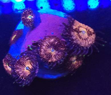 Pink Nirvanna Zoas