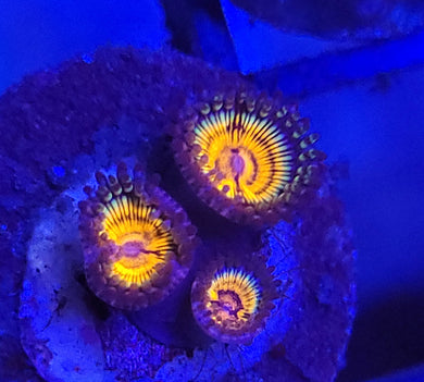 Pink Vamp Zoas