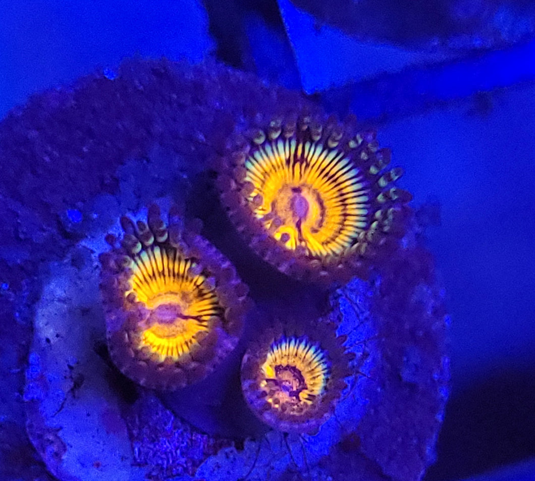 Pink Vamp Zoas