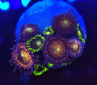 Pandora & Greenbay Packer Zoas