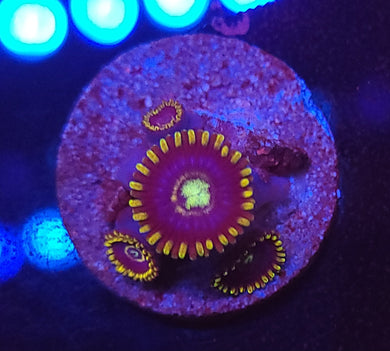 Frozen Hornet Zoas