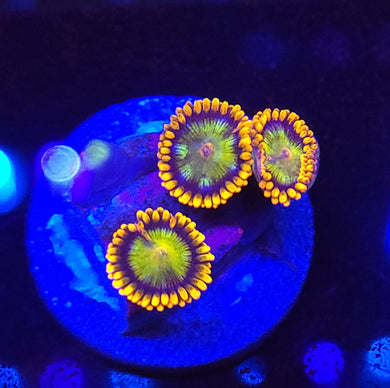 Alphaa & Omega Zoas