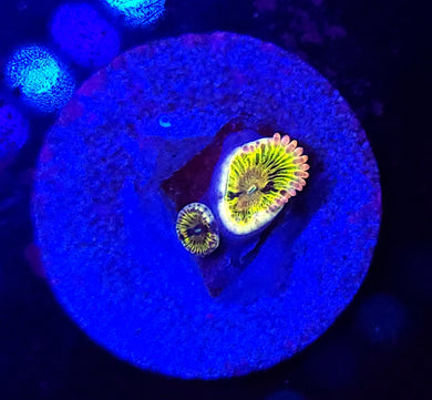 Pink Diamond Zoas