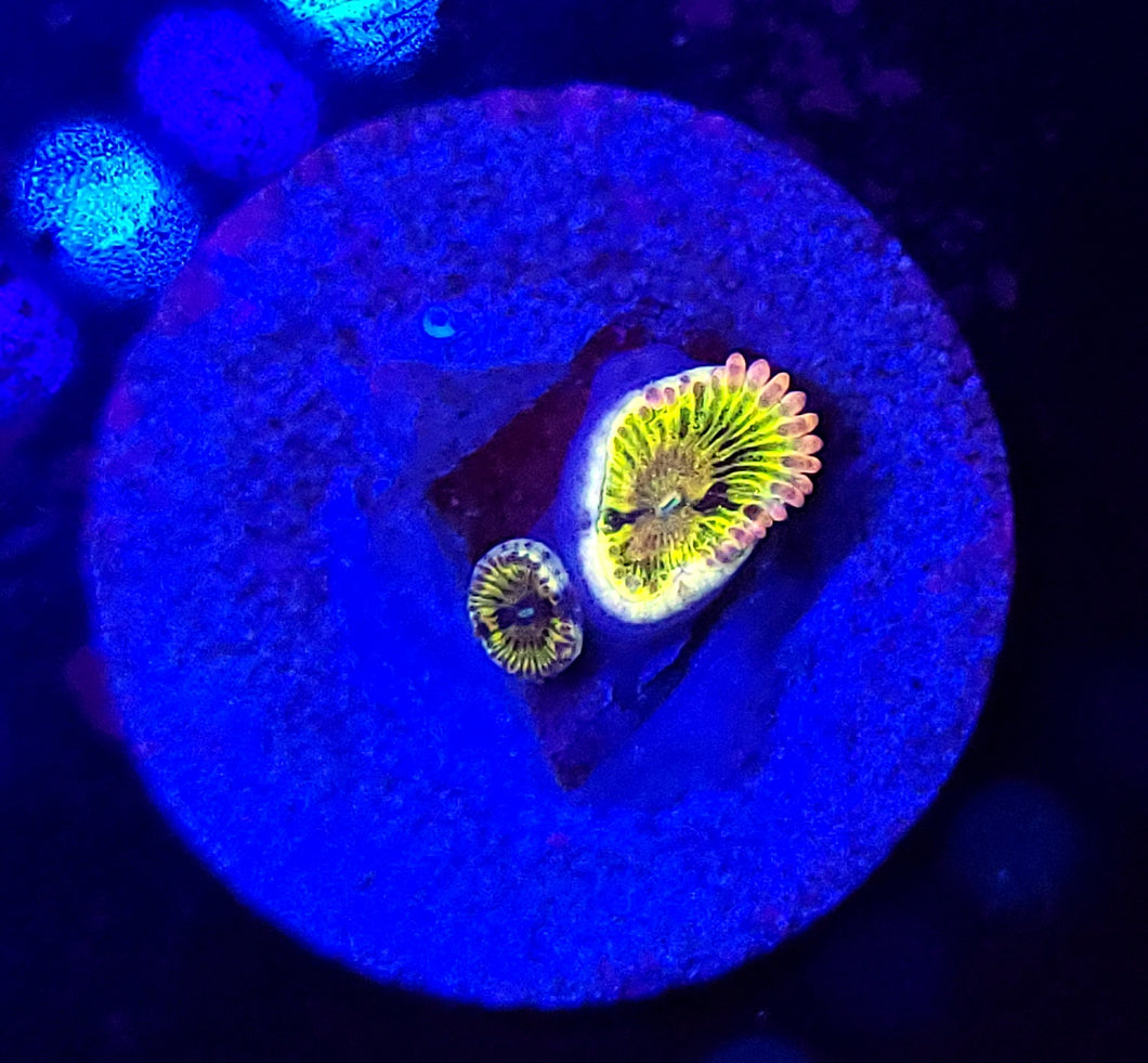 Pink Diamond Zoas