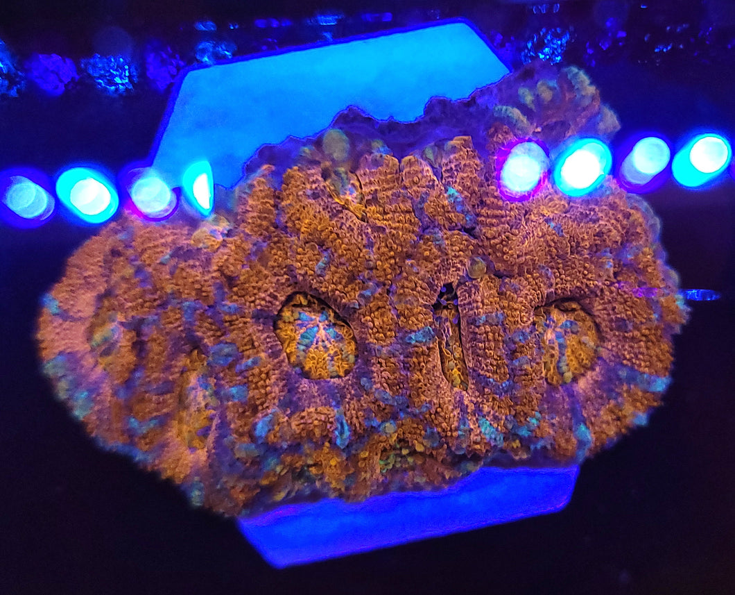 Rockstar Swirl Acan Disk