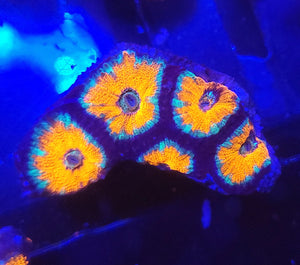 Frosted Rim Orange Acan Chunk