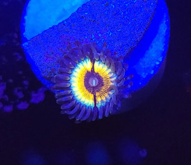 Petroglyph Zoa