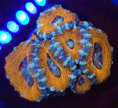 Frosted Rim Icy Swirl Acan Chunk